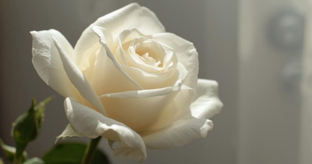 white-rose-captions-for-instagram